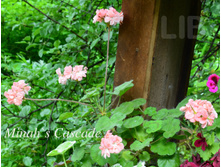 Minah`s Cascade
