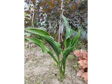 ���� ����������