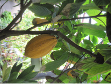 Theobroma cacao