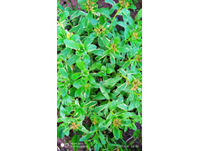 IMG 20200606 205409.jpg