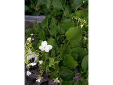 IMG 20200614 191528.jpg