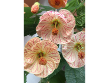 ������� (�.�.) - 300 ���.