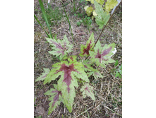 ���� ��� �����