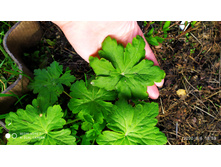 IMG 20200606 185956.jpg