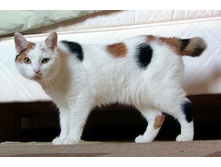 ���أ���� ���