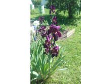 ����� 4