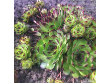 IMG 20200601 160133.jpg