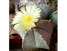 Astrophytum myriostigma