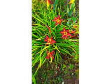 IMG 20190811 142609.jpg