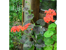 Black Velvet Scarlett