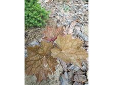 ����� �����