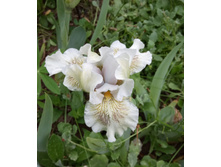 ���� ���������� ������ ������ ��� �������� (Losing My Religion). ���� ������