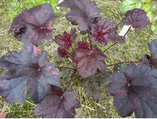 ������� ����