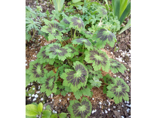 ������ ������-����� �������