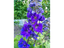 IMG 20200614 191047.jpg