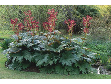 ������ ����������.jpg