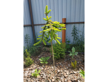 ��� ���� �����