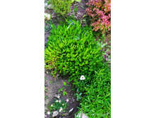 IMG 20200607 192018.jpg