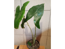 IMG 20200603 194536.jpg