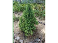 ������ 2020