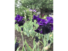 Midnight Treat 200 ���