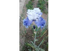 ������ ������ (Sierra grande) 1.jpg