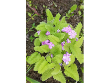 IMG 20200529 202337.jpg