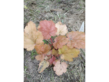 ����� ���