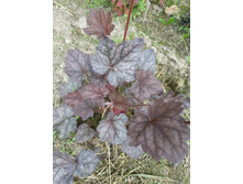 ������� ������