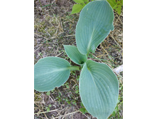 ��� �����