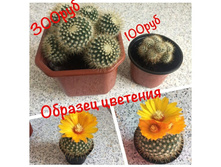 �� ���������). ��� ��� ���������))