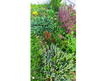 IMG 20200607 191926.jpg