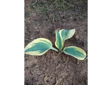 ��� ������