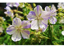 ������ �������