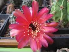 Lobivia pugionacantha v. salitrensis