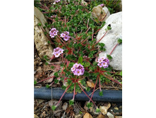 Androsace sempervivoides.jpg