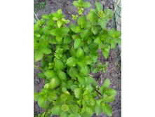 IMG 20200614 191442.jpg