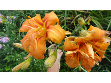 �������� ������ �������� - 200  ���. . ����� 3-4 �����!