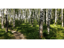 IMG 20200620 144751.jpg