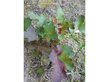 ����� ����