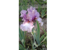 Keeping up appearances.jpg