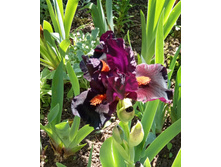 ���� ������ ������. ���� ������