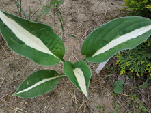 �������� ����