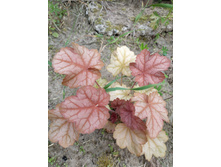 ����� ����