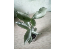 AH- 074 silver.