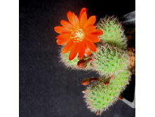 Rebutia donaldiana