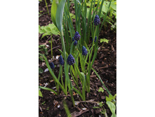 ������� ��������.jpg