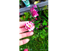 IMG 20200606 185719.jpg