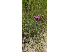 IMG 20200606 121019.jpg