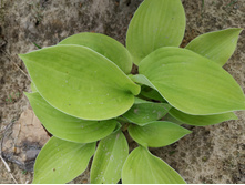 ��� �����